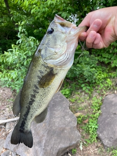 ラージマウスバスの釣果