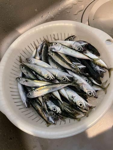 サバの釣果