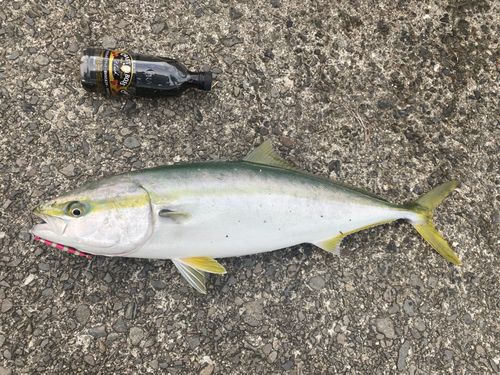 ハマチの釣果