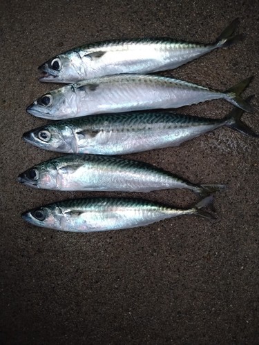 マサバの釣果