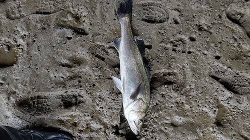 マルスズキの釣果