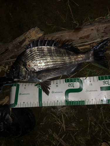 クロダイの釣果