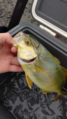 ショゴの釣果