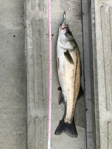 シーバスの釣果