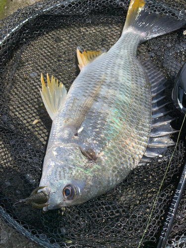 キビレの釣果