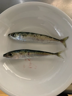 サバの釣果