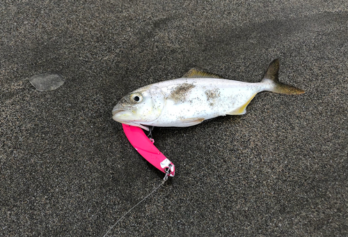 ワカナゴの釣果