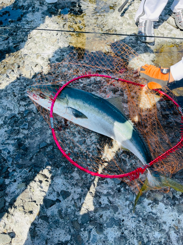 ブリの釣果