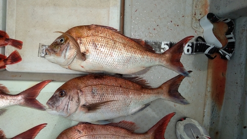 マダイの釣果