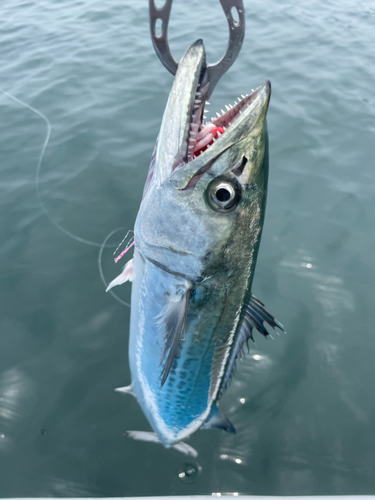 サゴシの釣果