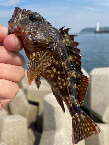 カサゴの釣果