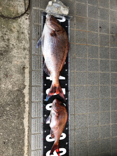 タイの釣果