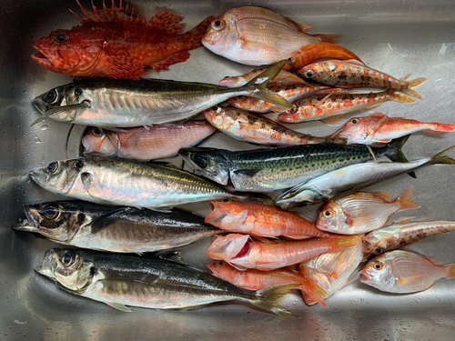 アマダイの釣果