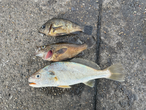 イシモチの釣果