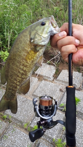 スモールマウスバスの釣果