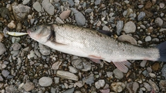 ウグイの釣果