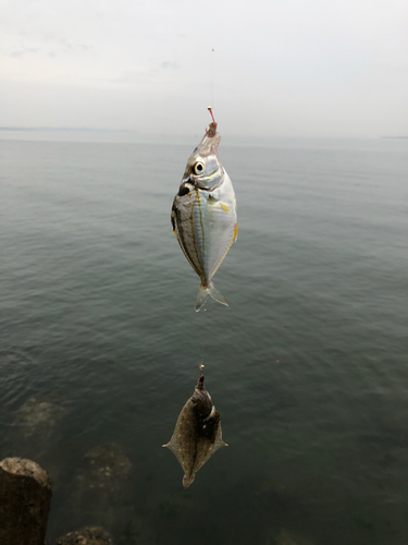 ヒイラギの釣果