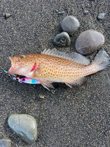 オオモンハタの釣果