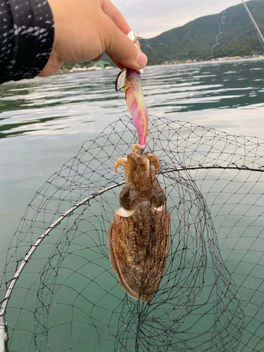 コウイカの釣果