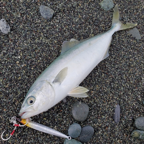 ワカシの釣果