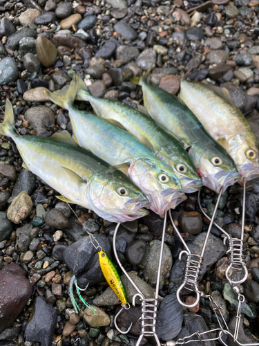 ワカシの釣果