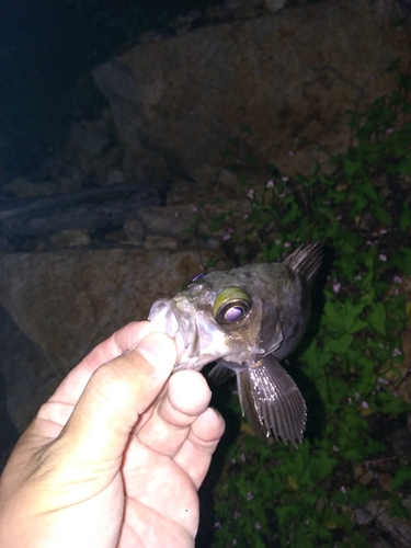 シロメバルの釣果