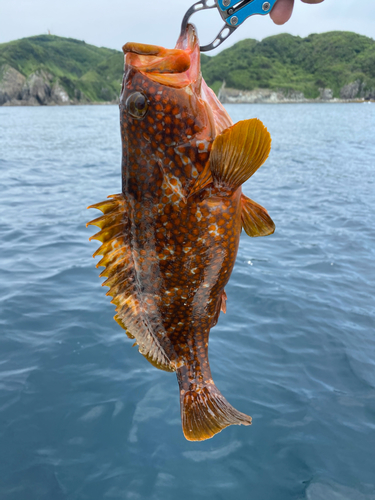 アコウの釣果