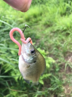 ブルーギルの釣果