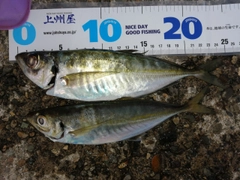 アジの釣果