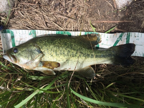 ブラックバスの釣果