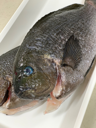 メジナの釣果