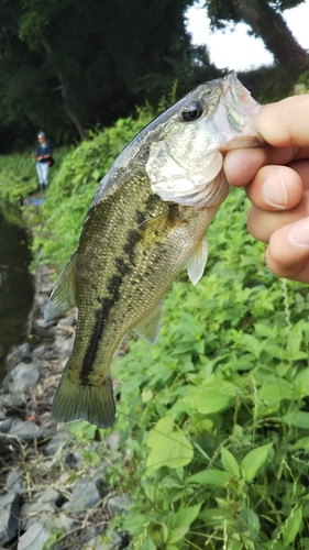 ラージマウスバスの釣果