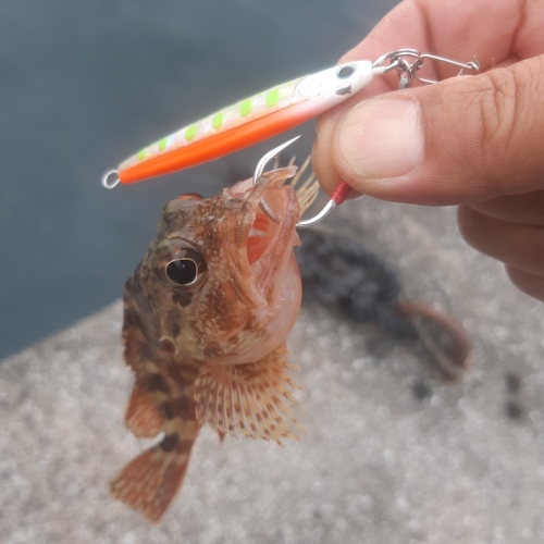 カサゴの釣果