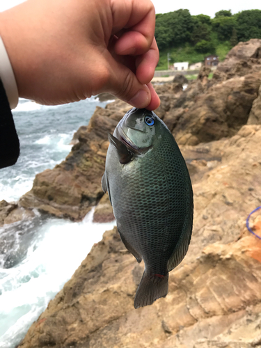 オナガグレの釣果