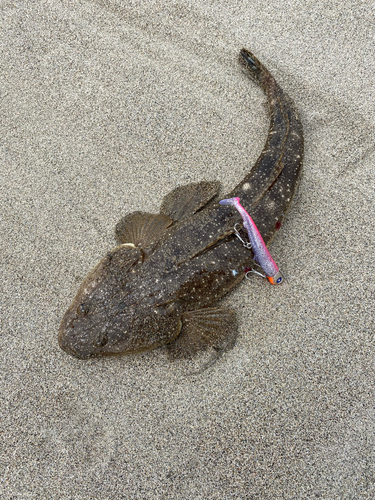 マゴチの釣果