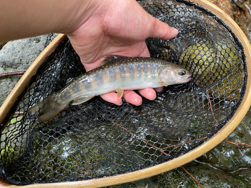 イワナの釣果