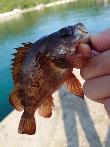 ボッカの釣果