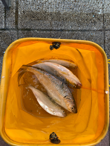 コノシロの釣果