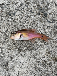 ネンブツダイの釣果