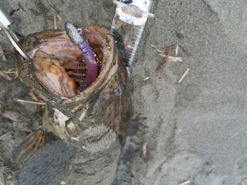 チャイロマルハタの釣果