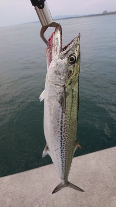 サゴシの釣果