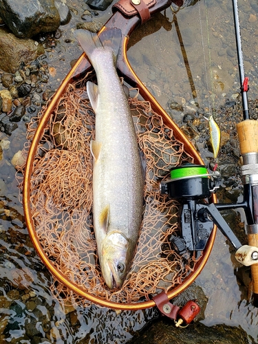 イワナの釣果