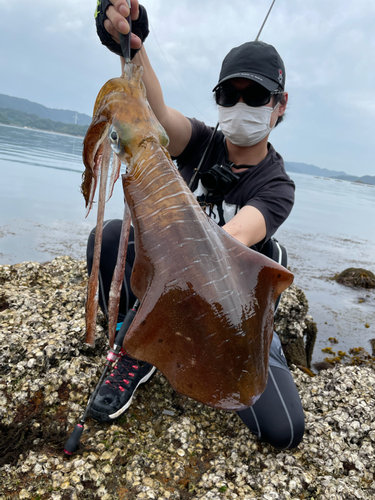 アオリイカの釣果