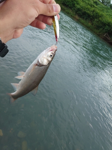 ウグイの釣果