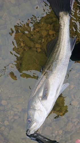 シーバスの釣果