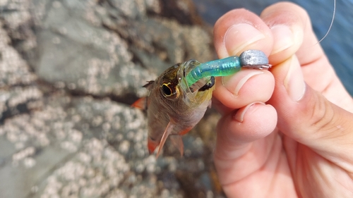 ネンブツダイの釣果