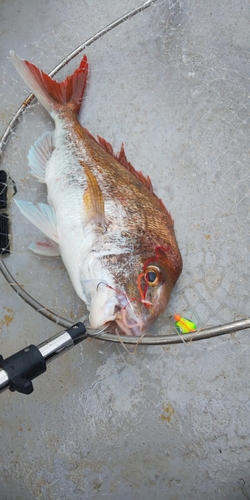 マダイの釣果