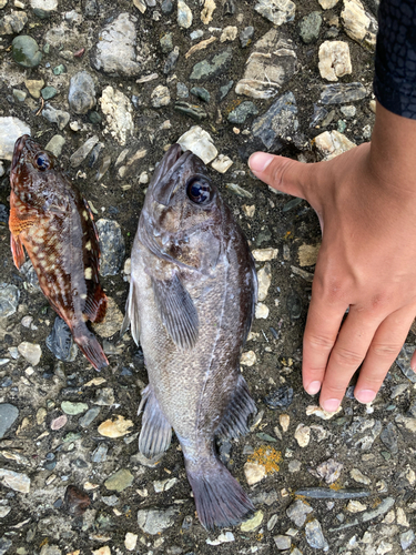 クロソイの釣果