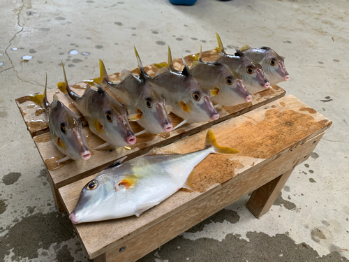 ギマの釣果