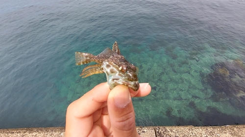 アナハゼの釣果